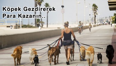 Köpek Gezdir Para Kazan