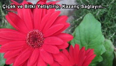 Çiçek ve Bitki Yetiştirip, Kazanç Sağlayın..