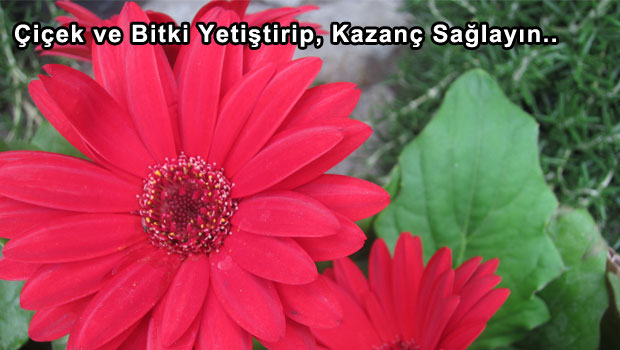 Çiçek ve Bitki Yetiştirip, Kazanç Sağlayın..
