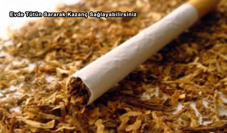 Evde Tütün Sararak Kazanç Sağlayabilirsiniz